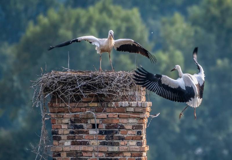 Professional Chimney Animal Removal Services in Evergreen Park, Illinois